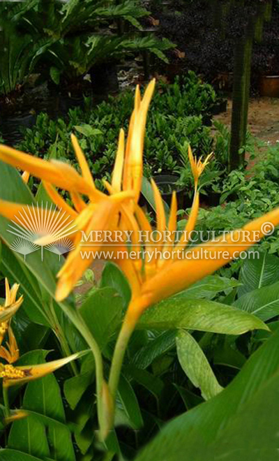 Heliconia 'Golden Torch'